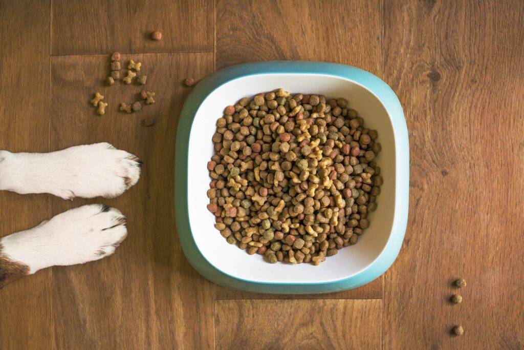 How Long Can a Dog Go Without Eating : 8 Things You Should Know